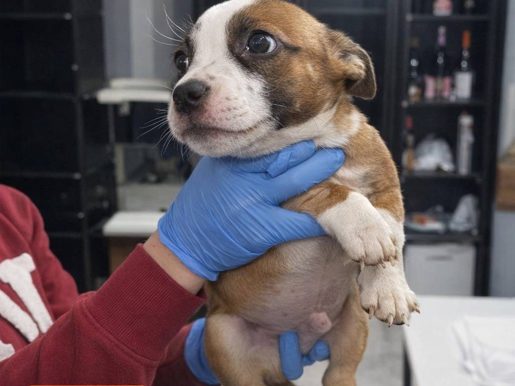 Adotta un cane, maschio, 2 mesi, Treviso