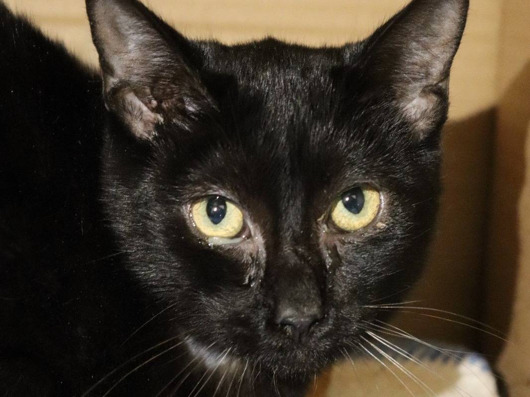 Adotta un gatto, maschio, 1 anno e 10 mesi, Barletta