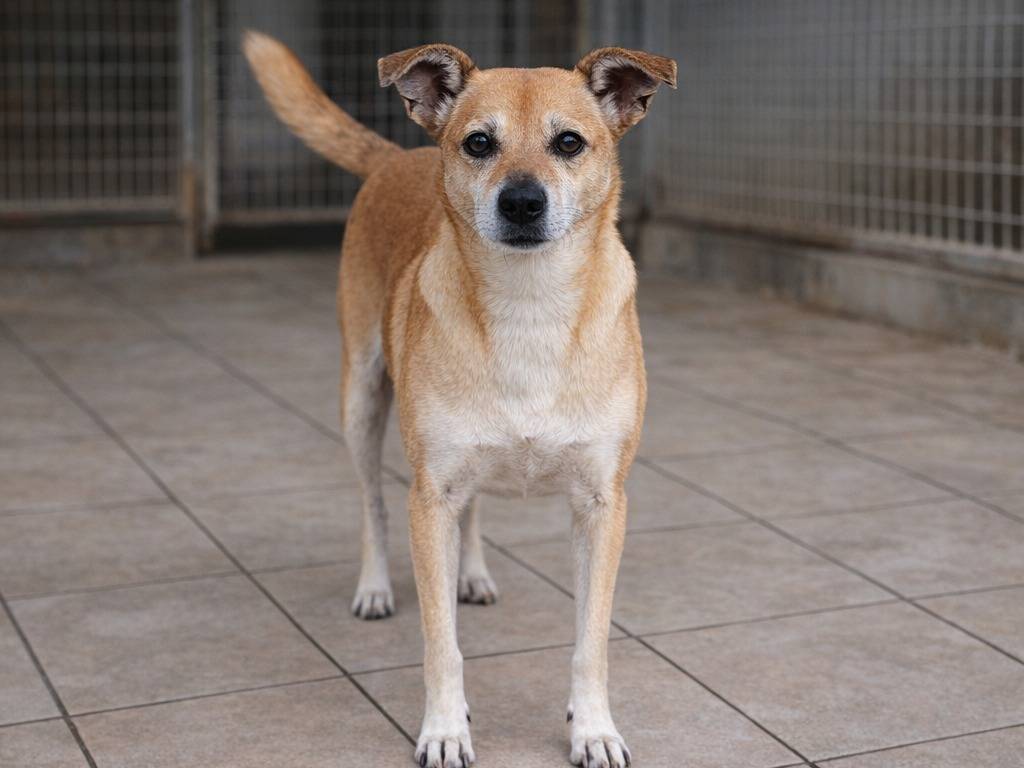 Adozione cane, maschio, Razza sconosciuta Razza sconosciuta, 4 anni e 10 mesi, taglia piccola, Avellino