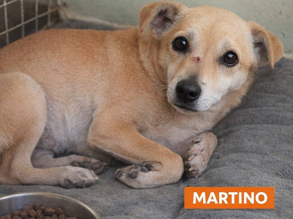 Adotta un cane, maschio, 4 anni e 10 mesi, Avellino