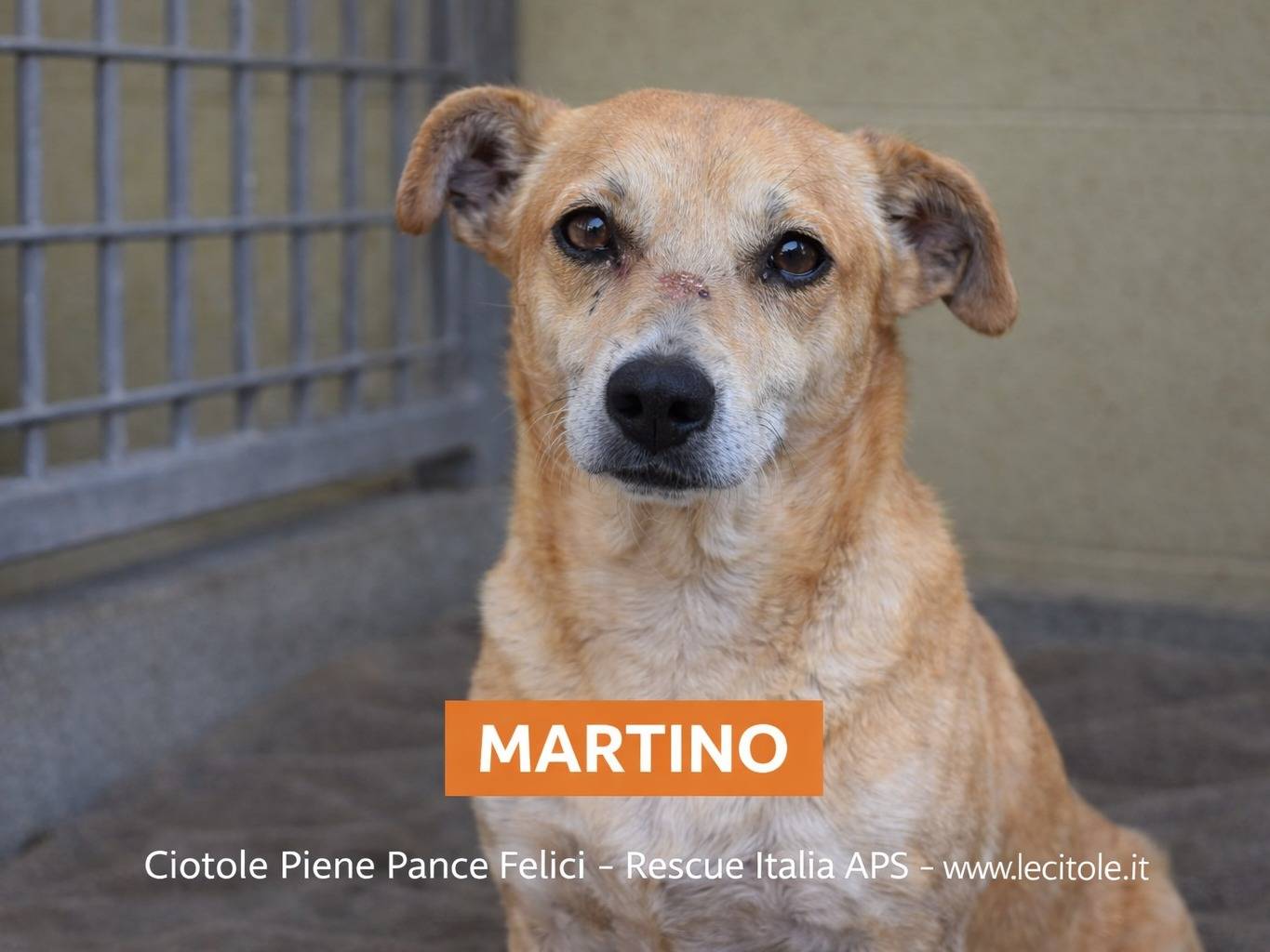 Adotta un cane, taglia piccola, maschio, Avellino