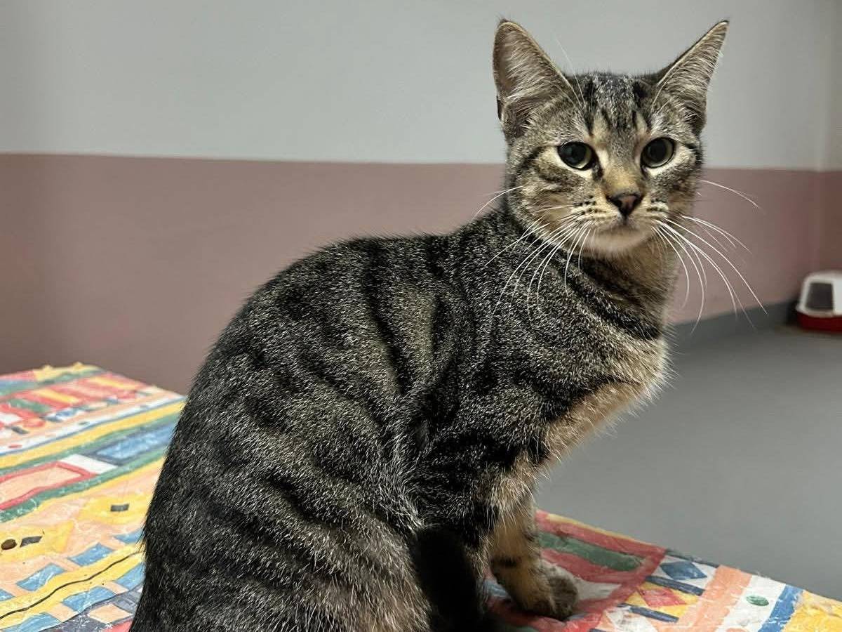 Adozione gatto, femmina, Razza sconosciuta Razza sconosciuta, 2 anni e 10 mesi, taglia non valida, Bari