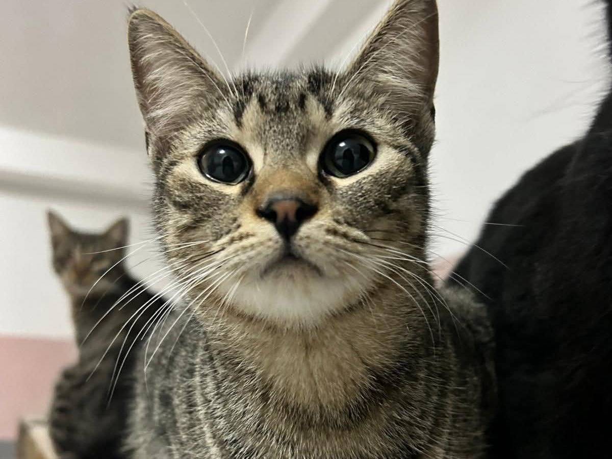 Adotta un gatto, femmina, 2 anni e 10 mesi, Bari