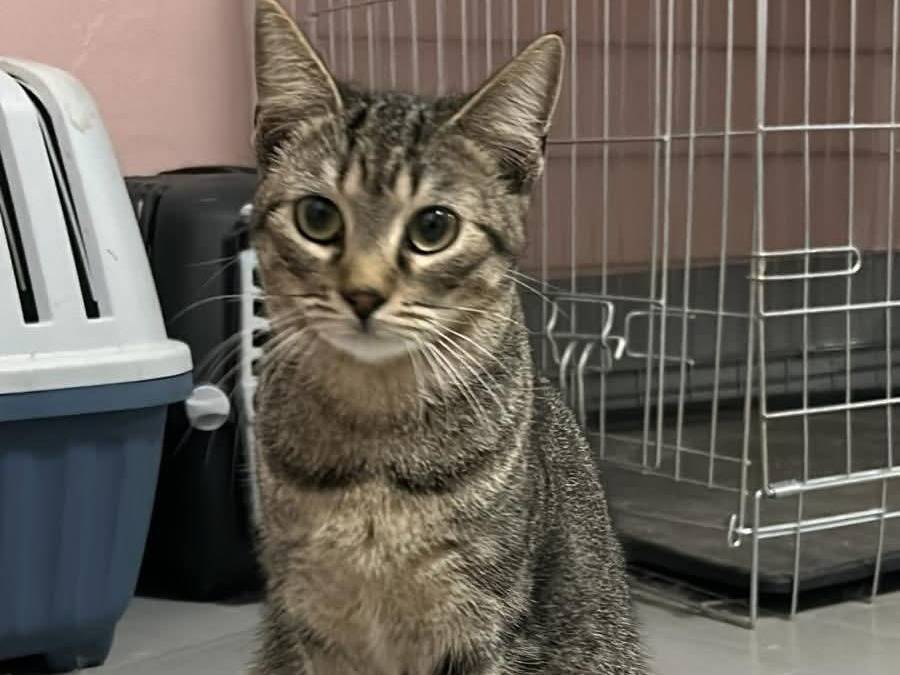 Adotta un gatto, taglia non valida, femmina, Bari