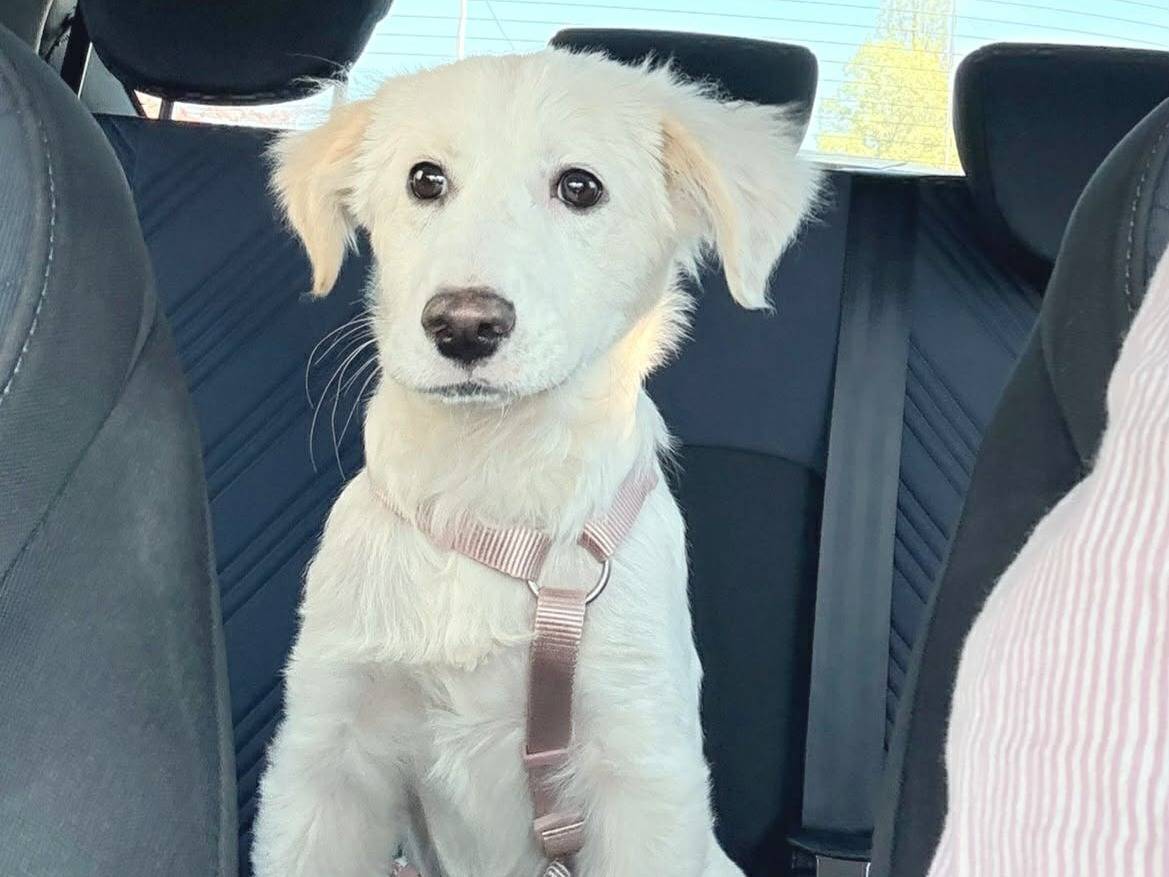 Adozione cane, femmina, Razza sconosciuta Razza sconosciuta, 3 mesi, taglia media, Pordenone