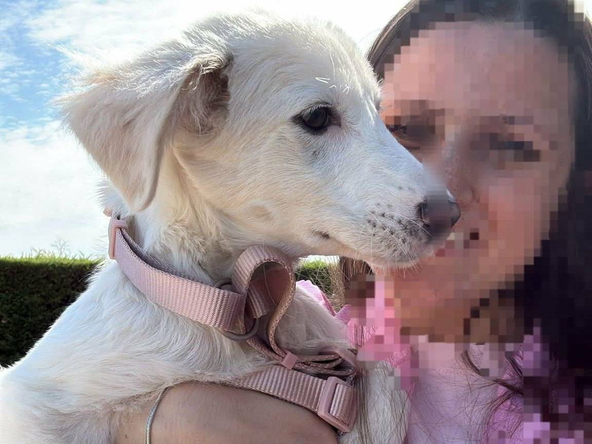 Adotta un cane, femmina, 3 mesi, Pordenone