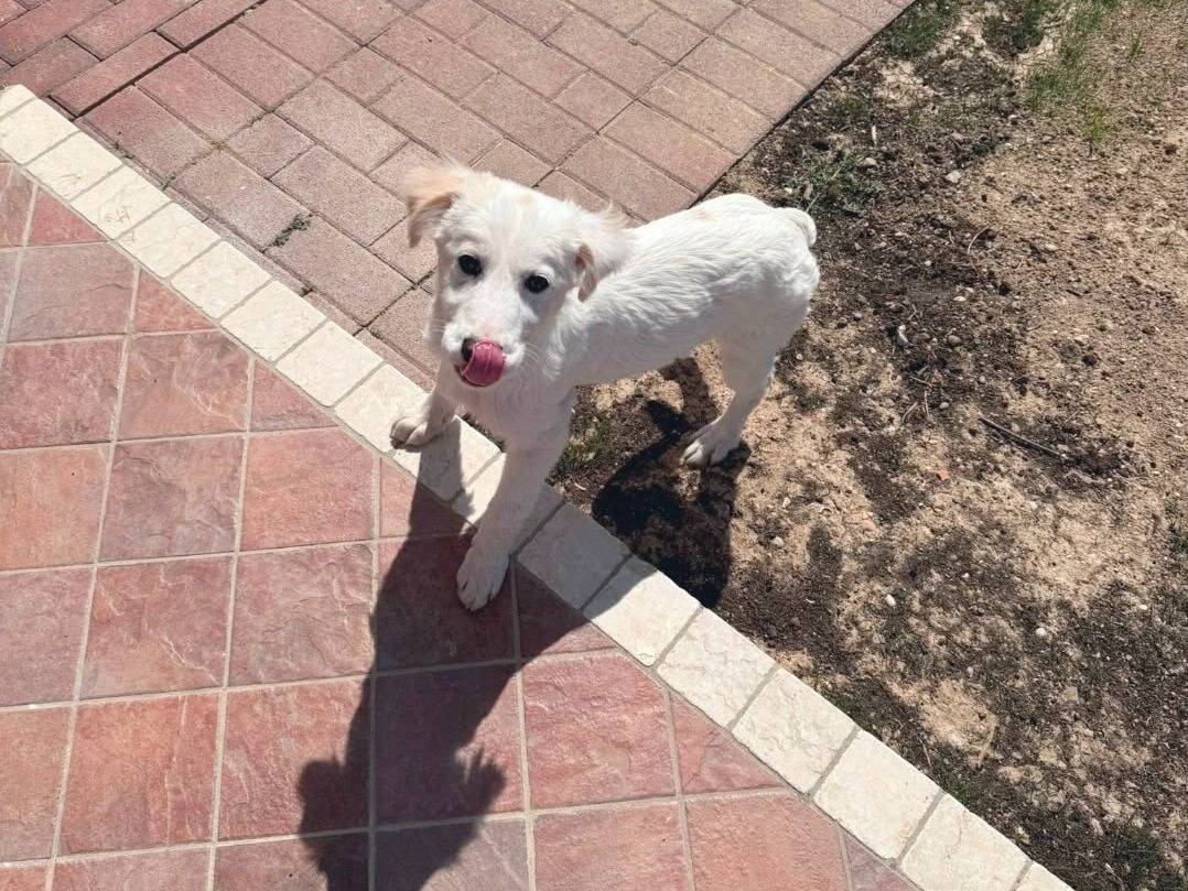 Adotta un cane, taglia media, femmina, Pordenone