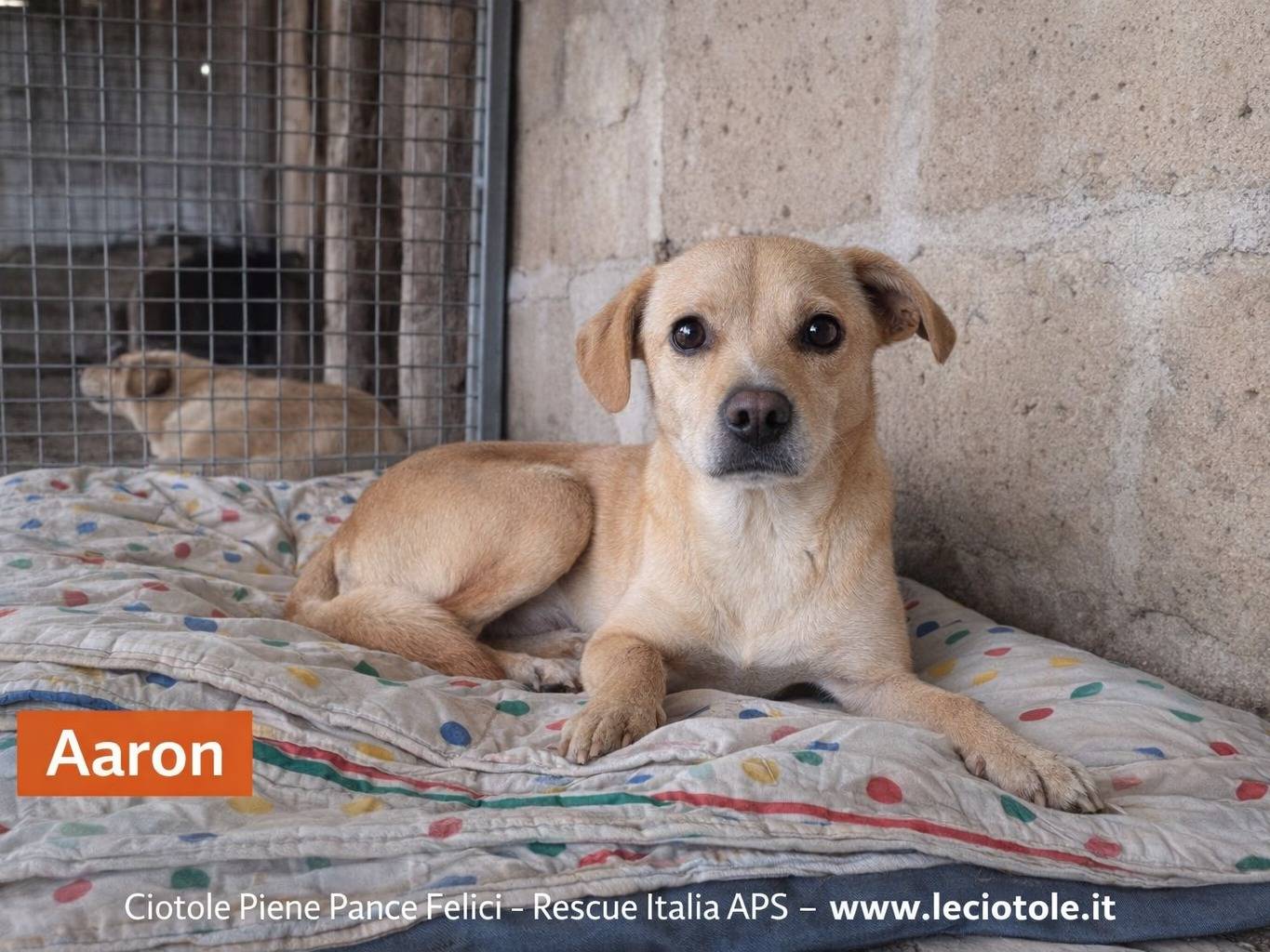 Adozione cane, maschio, Razza sconosciuta Razza sconosciuta, 3 anni e 2 mesi, taglia piccola, Avellino