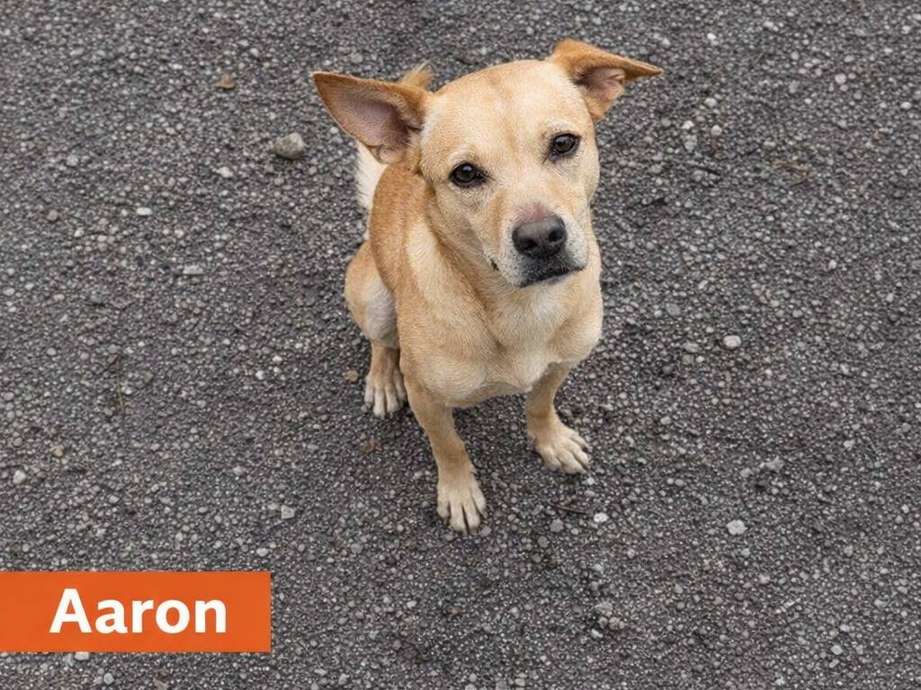 Adotta un cane, maschio, 3 anni e 2 mesi, Avellino