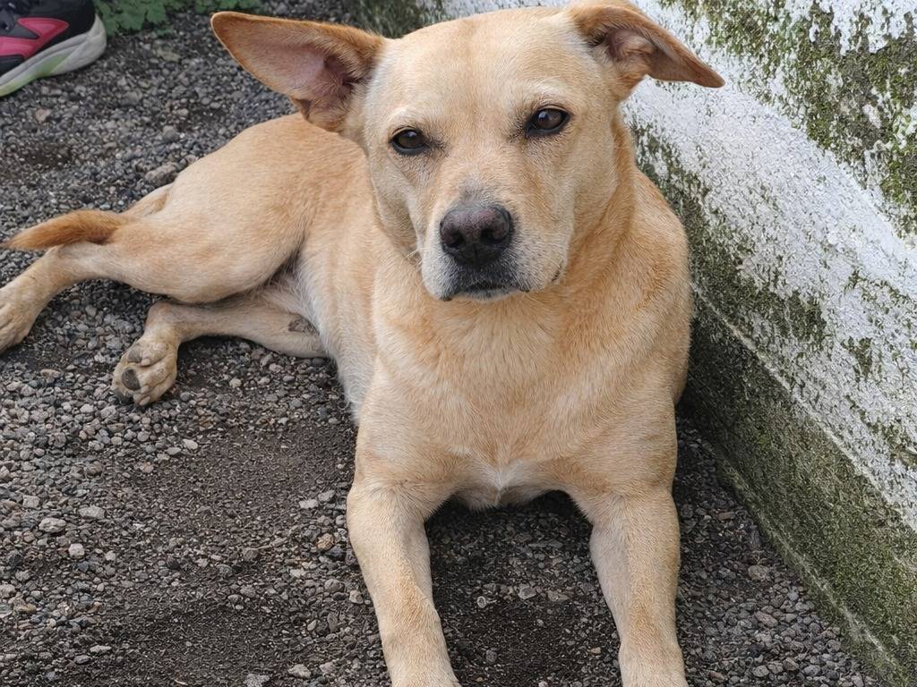 Adotta un cane, taglia piccola, maschio, Avellino