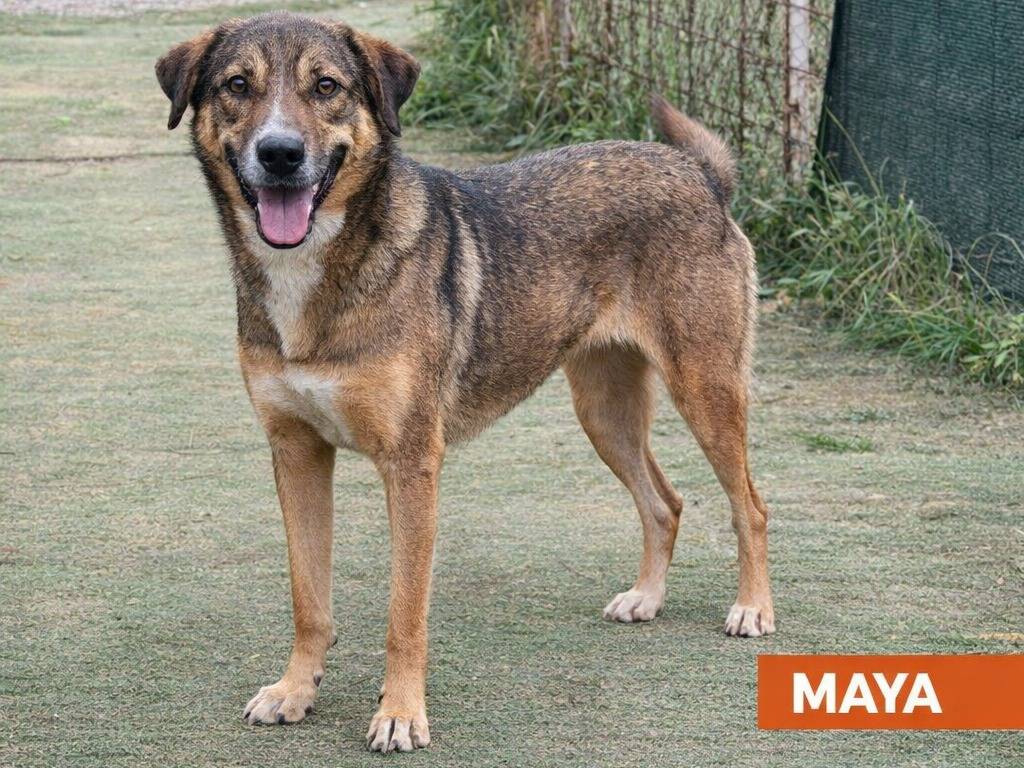 Adozione cane, femmina, Razza sconosciuta Razza sconosciuta, 2 anni e 2 mesi, taglia media, Savona