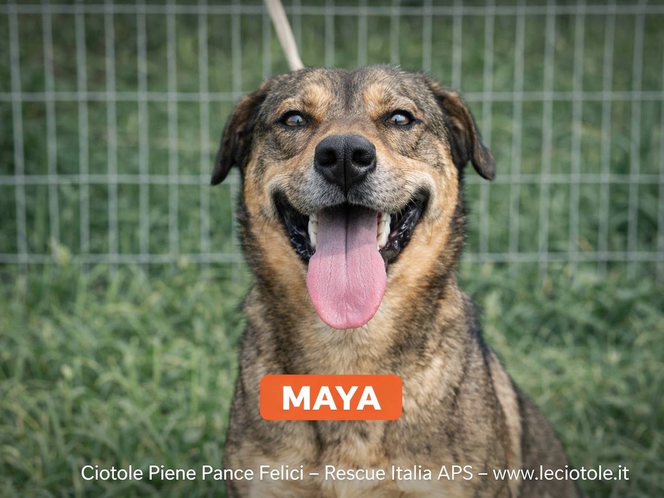 Adotta un cane, femmina, 2 anni e 2 mesi, Savona