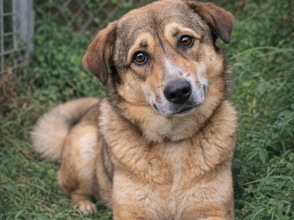 Adotta un cane, taglia media, femmina, Savona