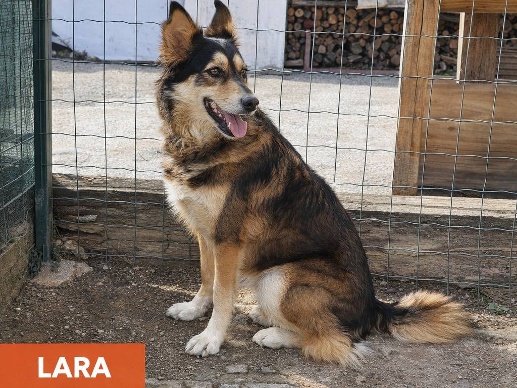 Adotta un cane, taglia grande, femmina, Avellino