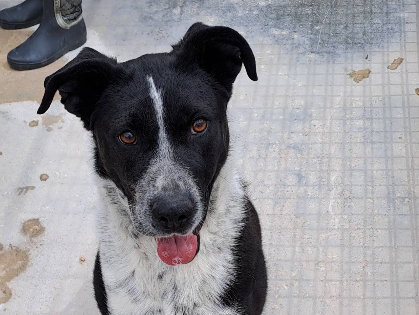 Adozione cane, femmina, Razza sconosciuta Razza sconosciuta, 3 anni e 6 mesi, taglia media, Barletta