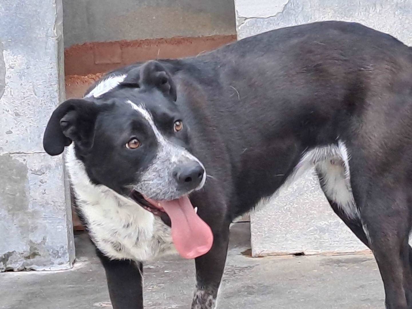 Adotta un cane, taglia media, femmina, Barletta