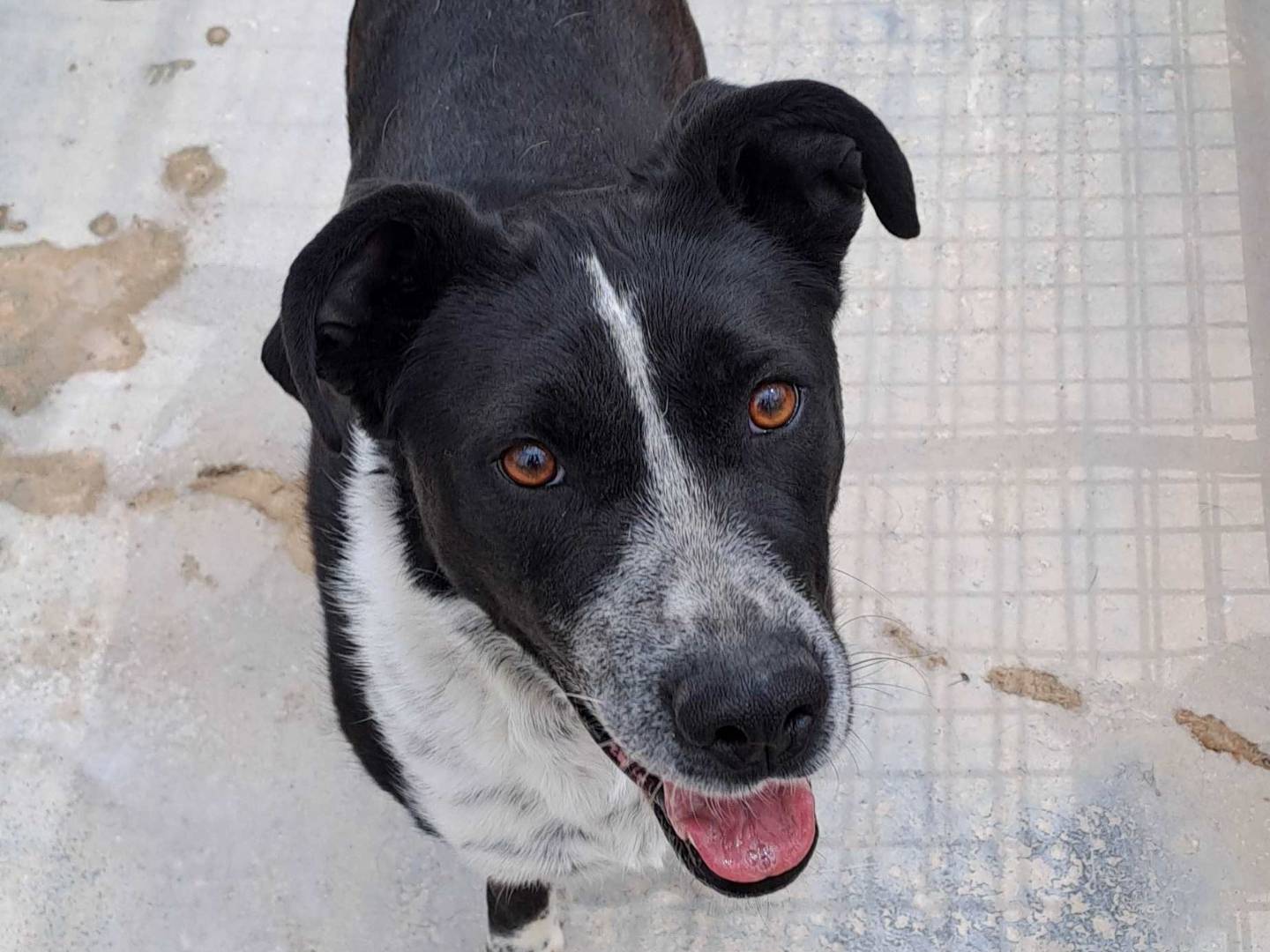 Vuoi adottare un cane a Barletta?