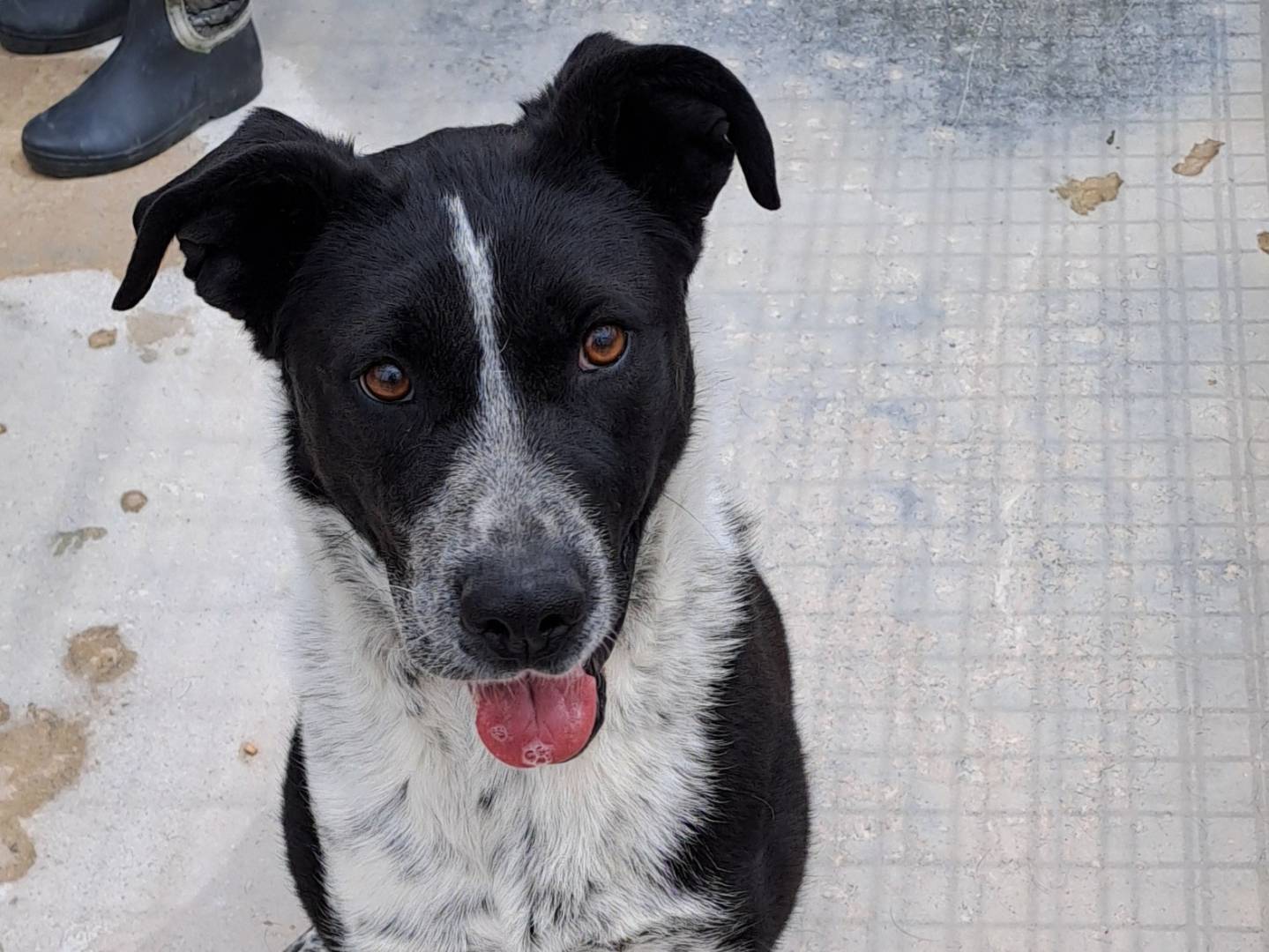 Adotta il cane Fenice a Barletta