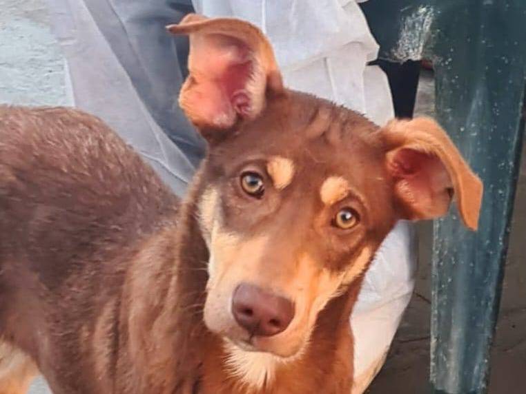 Adozione cane, maschio, Razza sconosciuta Razza sconosciuta, 9 mesi, taglia media contenuta, Barletta