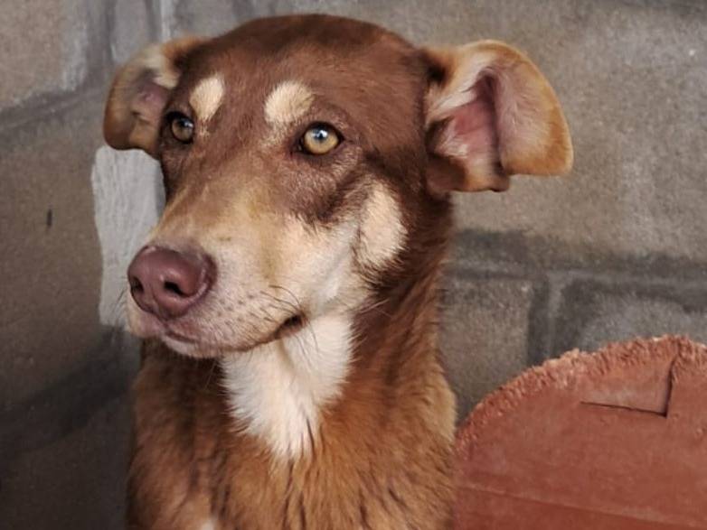 Adotta un cane, maschio, 9 mesi, Barletta