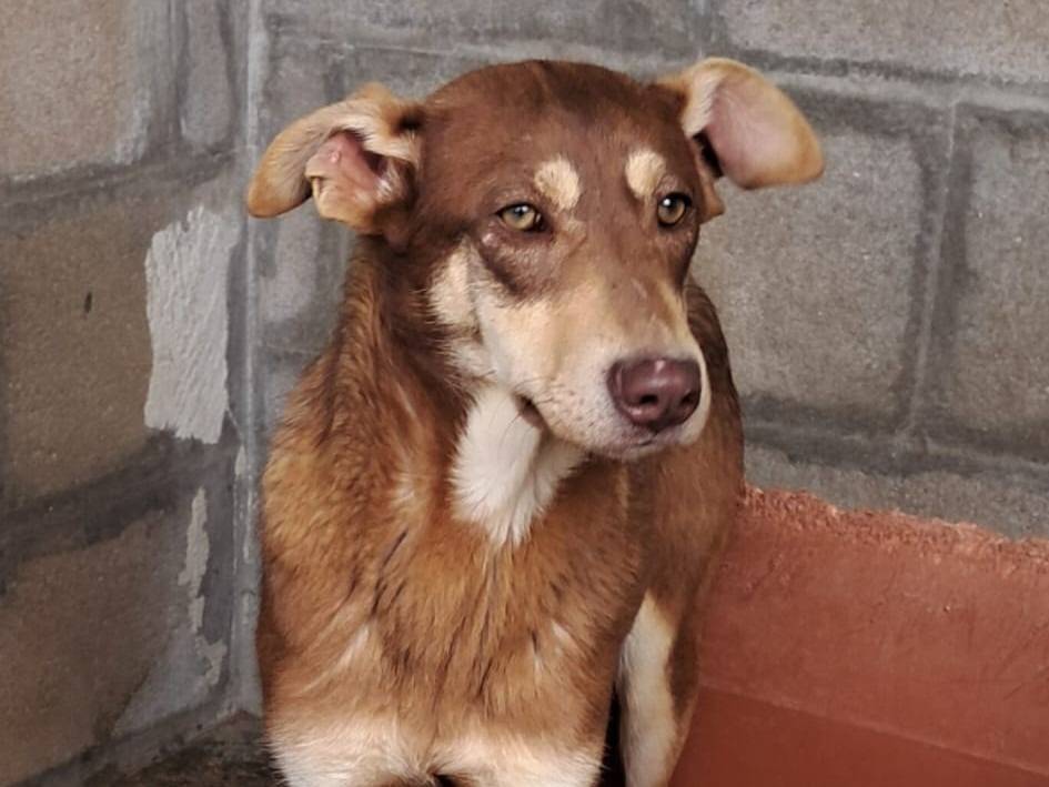 Adotta un cane, taglia media contenuta, maschio, Barletta