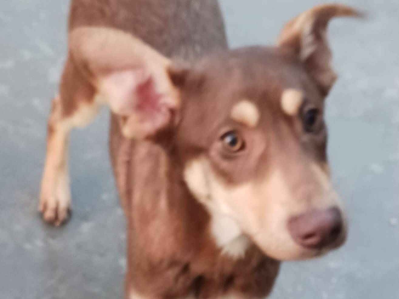 Vuoi adottare un cane a Barletta?