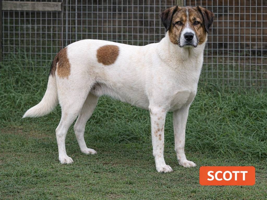 Adozione cane, maschio, Razza sconosciuta Razza sconosciuta, 6 anni e 4 mesi, taglia grande, Avellino