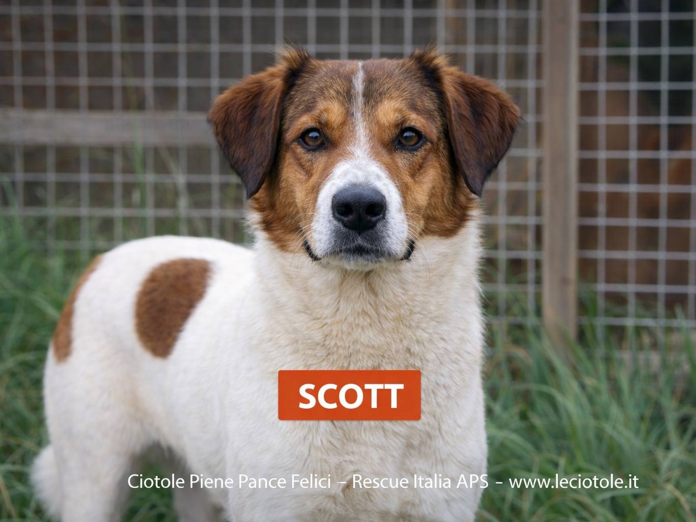 Adotta un cane, maschio, 6 anni e 4 mesi, Avellino