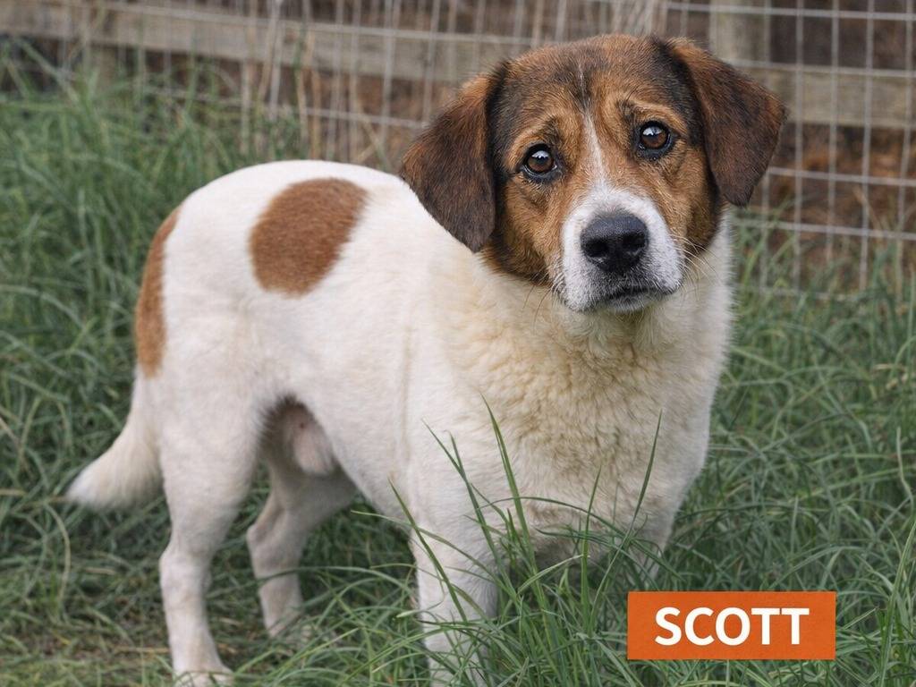 Adotta un cane, taglia grande, maschio, Avellino