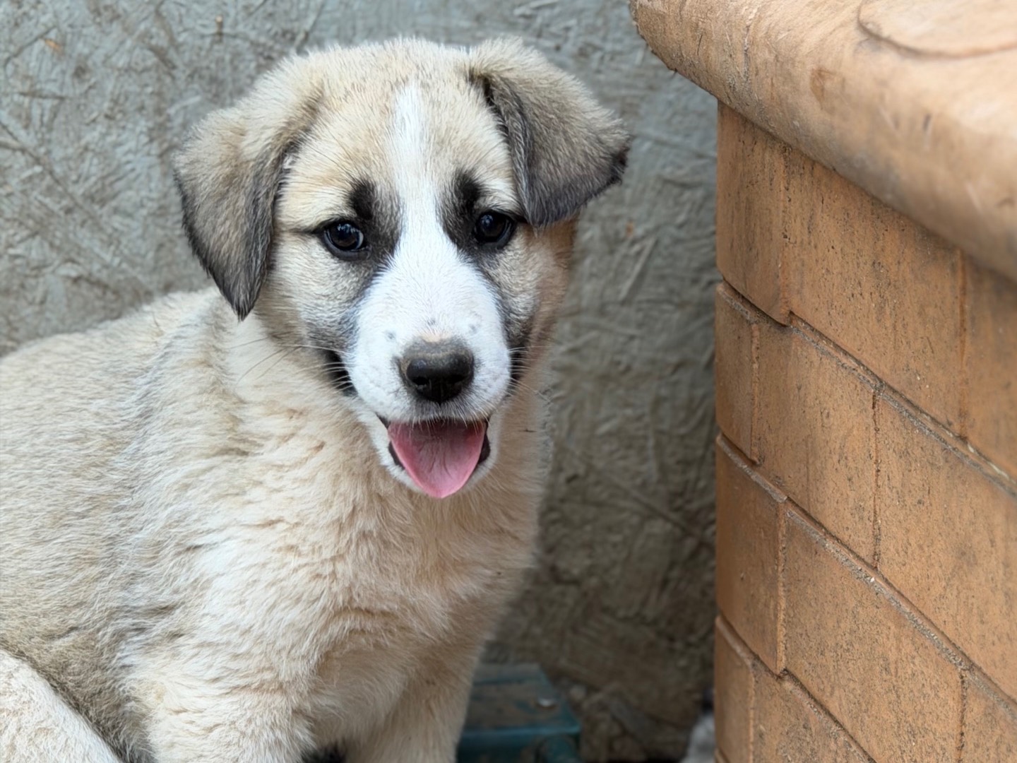 Adozione cane, femmina, Razza sconosciuta Razza sconosciuta, 3 mesi, taglia media, Milano