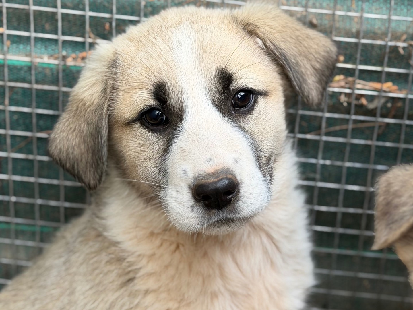 Adotta un cane, femmina, 3 mesi, Milano