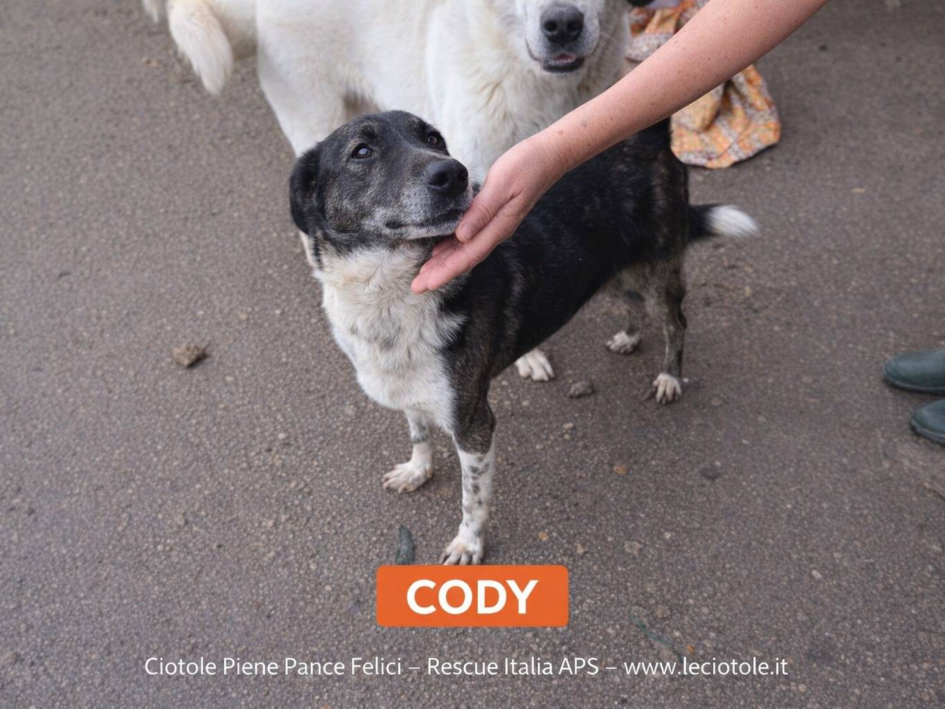 Adozione cane, maschio, Razza sconosciuta Razza sconosciuta, 8 anni e 10 mesi, taglia media, Avellino