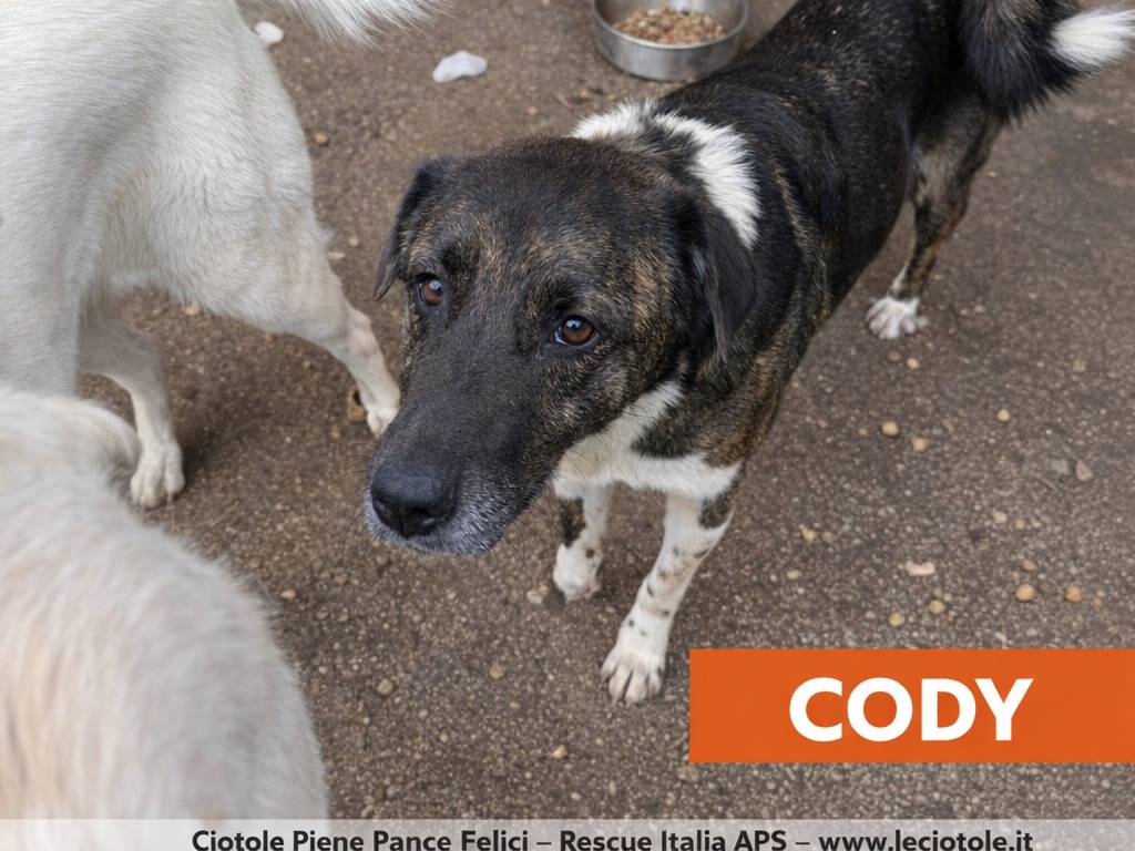 Adotta un cane, maschio, 8 anni e 10 mesi, Avellino