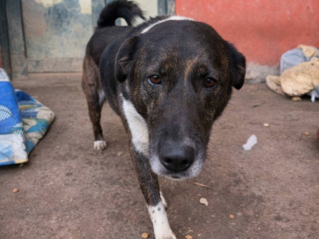 Adotta un cane, taglia media, maschio, Avellino