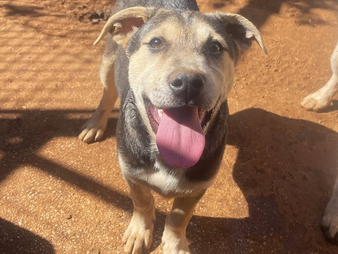 Adozione cane, maschio, Razza sconosciuta Razza sconosciuta, 3 mesi, taglia media, Trapani