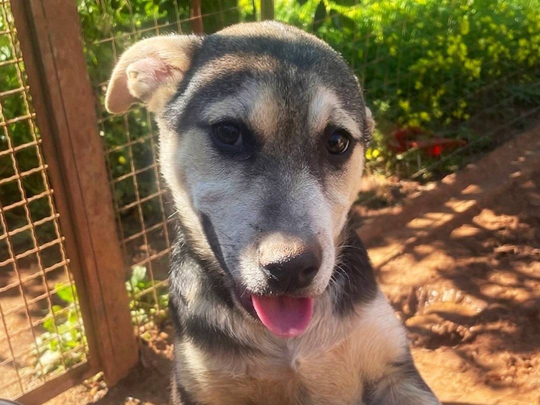 Adotta un cane, maschio, 3 mesi, Trapani