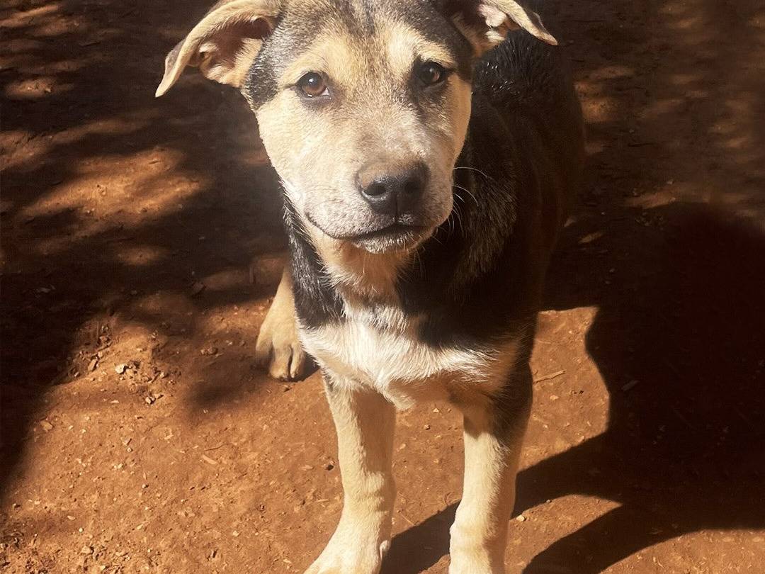 Adotta un cane, taglia media, maschio, Trapani