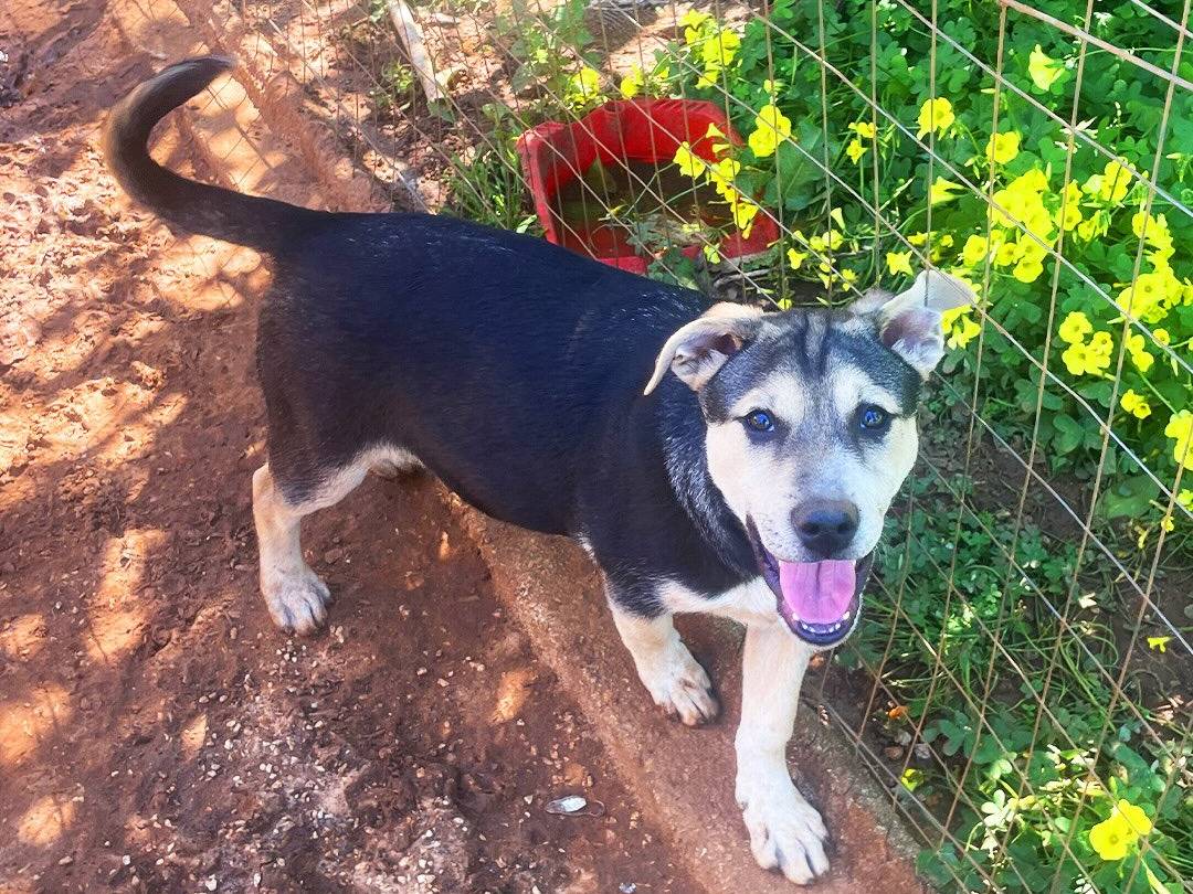 Vuoi adottare un cane a Trapani?