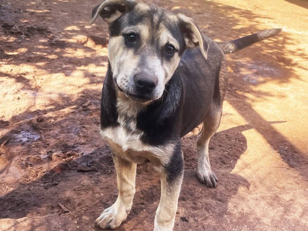 Adotta il cane Tito a Trapani