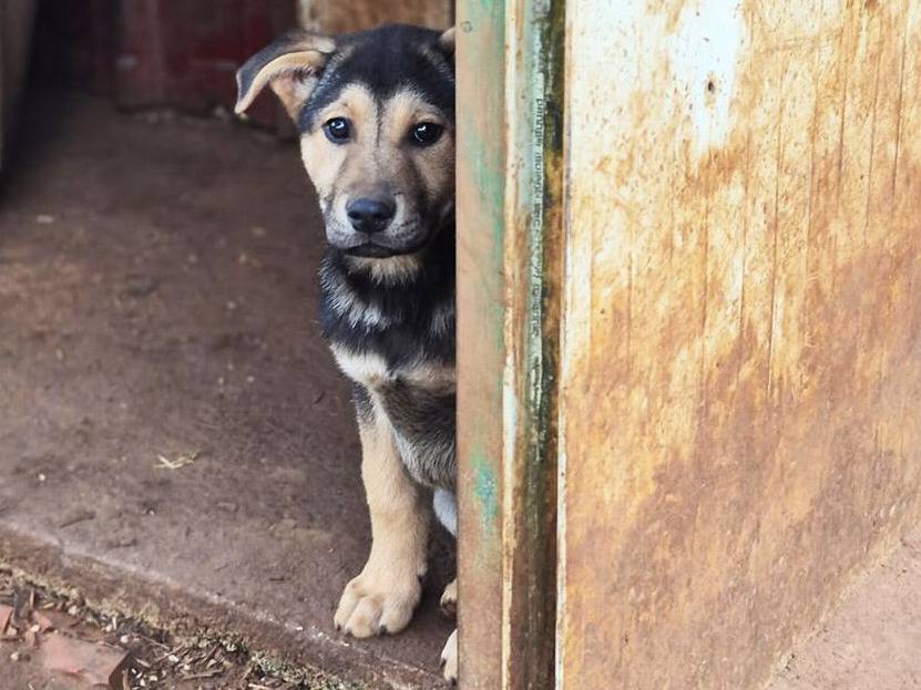 Adotta un cane, maschio, 3 mesi, Trapani