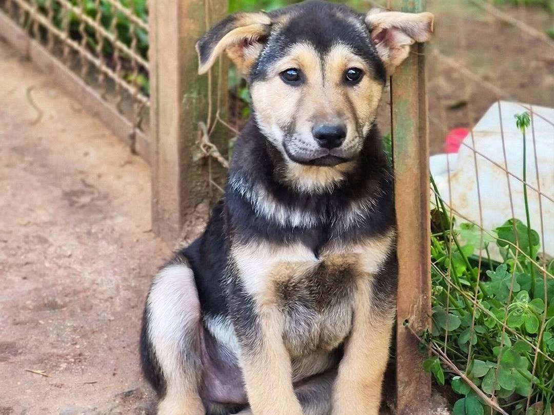 Adotta un cane, taglia media, maschio, Trapani