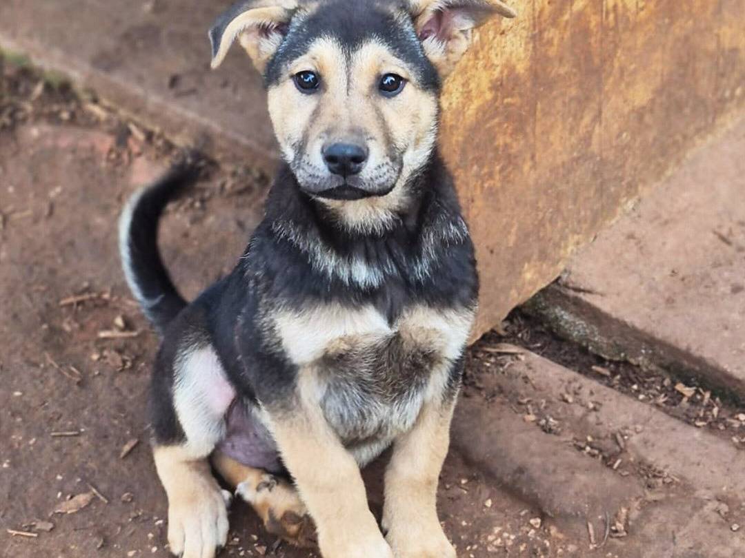 Vuoi adottare un cane a Trapani?