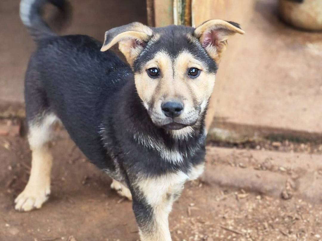 Adotta il cane Tyson a Trapani