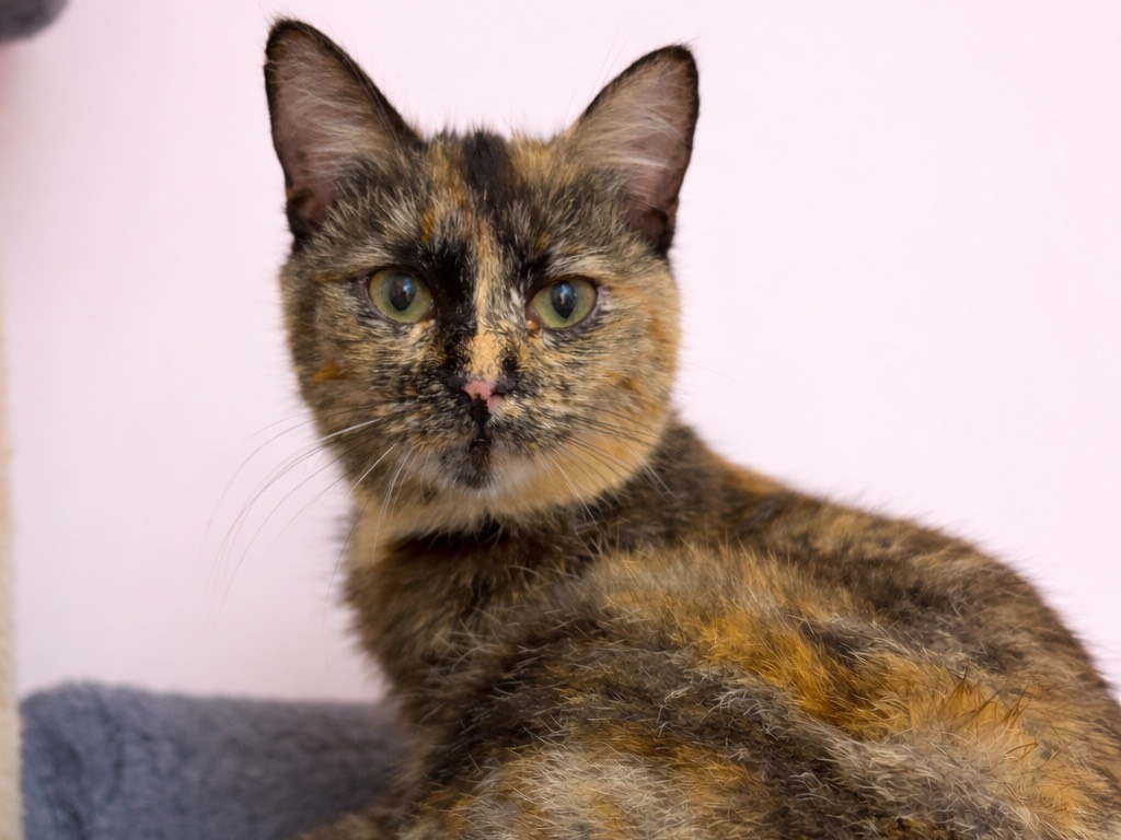 Adozione gatto, femmina, Razza sconosciuta Razza sconosciuta, 1 anno, taglia non valida, Potenza