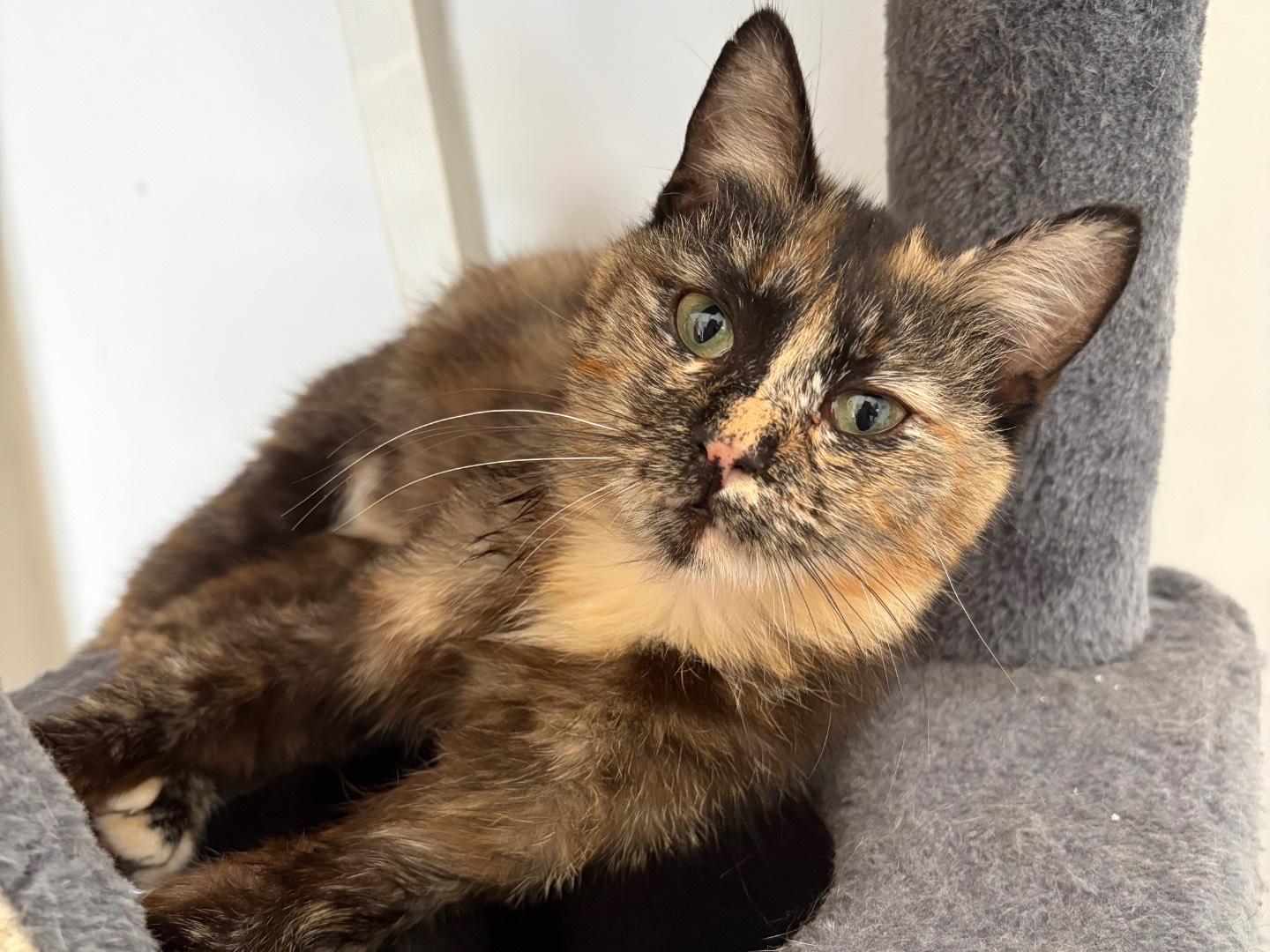 Adotta un gatto, femmina, 1 anno, Potenza