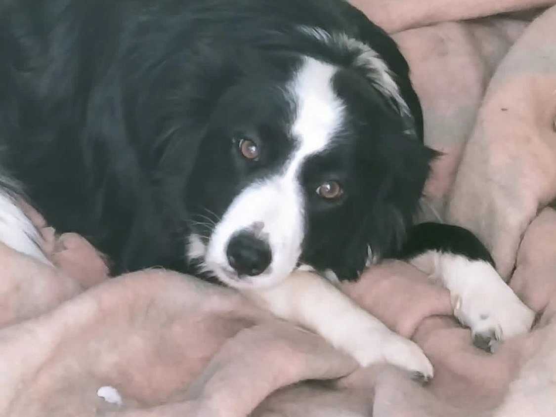 Adozione cane, femmina, Border Collie Razza sconosciuta, 2 anni e 3 mesi, taglia media, Vibo