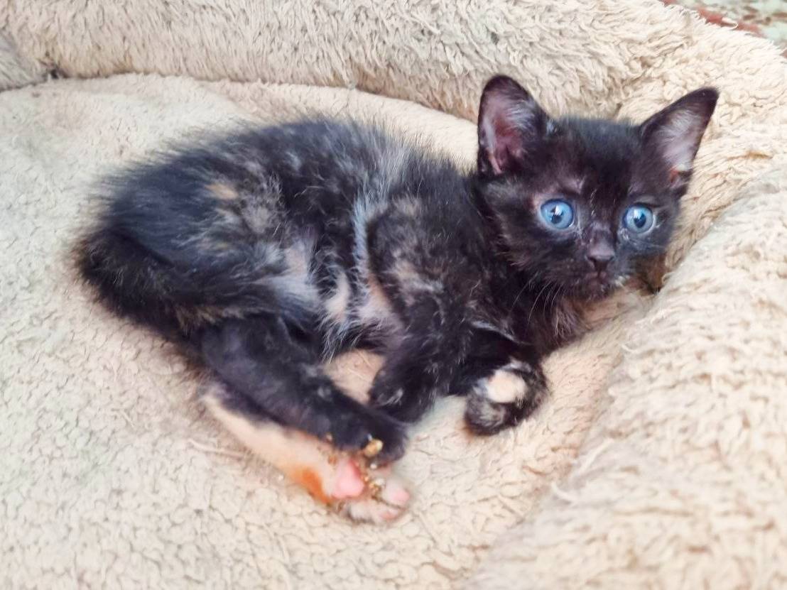 Vuoi adottare un gatto a Cremona?