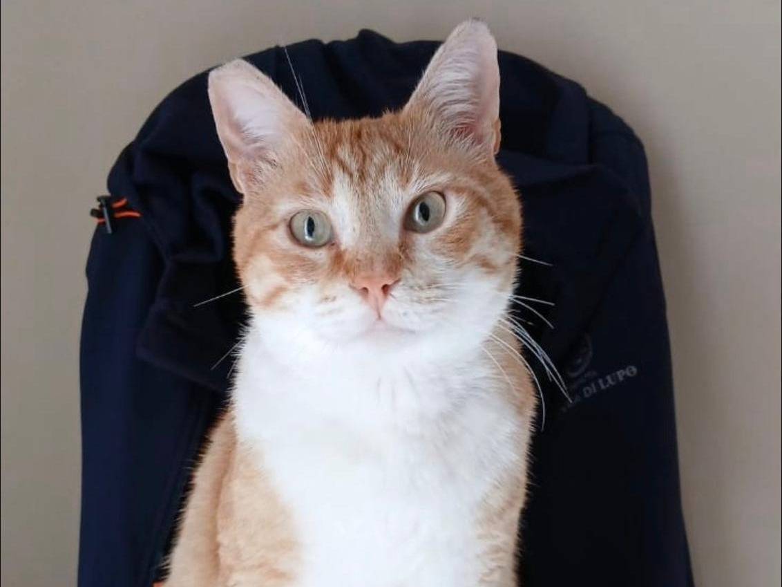 Adozione gatto, maschio, Razza sconosciuta Razza sconosciuta, 3 anni e 2 mesi, taglia non valida, Bari