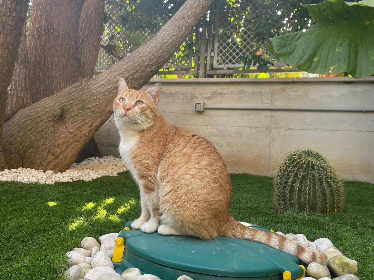 Adotta un gatto, maschio, 3 anni e 2 mesi, Bari