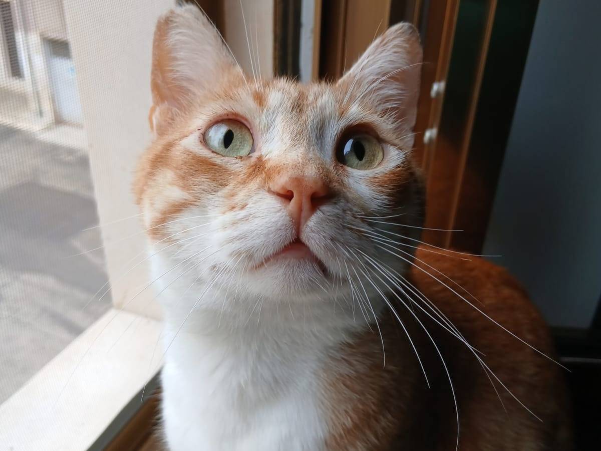 Adotta un gatto, taglia non valida, maschio, Bari